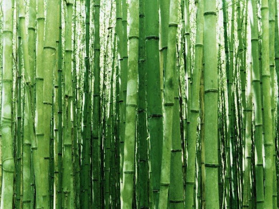 Bamboo Listens