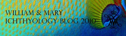 William and Mary Ichthyology 2010