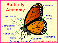  Bagian  bagian  anatomi kupu  kupu 