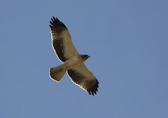 Águila fotografiada en LOS RANDEROS