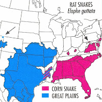 The Okeetee Cornsnake