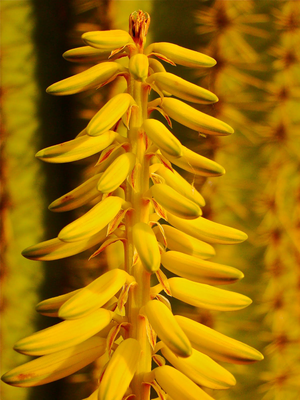 Scottsdale Daily Photo Yellow Aloe Vera Flowers