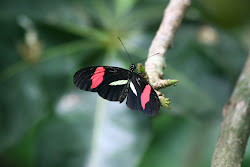tropical rainforest birds flying 1