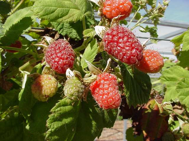 [Loganberry.jpg]