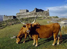 ANIMAIS E PLANTAS DE GALICIA