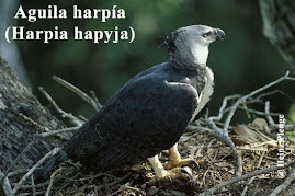 Nido de el Águila Harpía