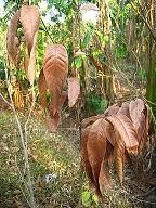 Philippine Native Forest Trees: April 2010