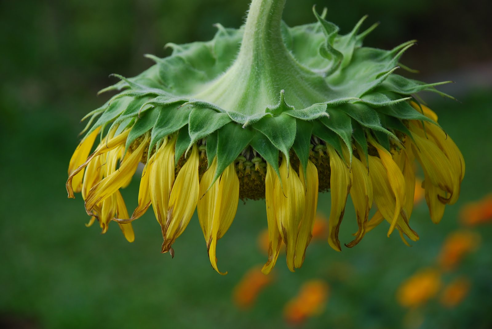 My little vegetable garden Sunflowers are wearing down.