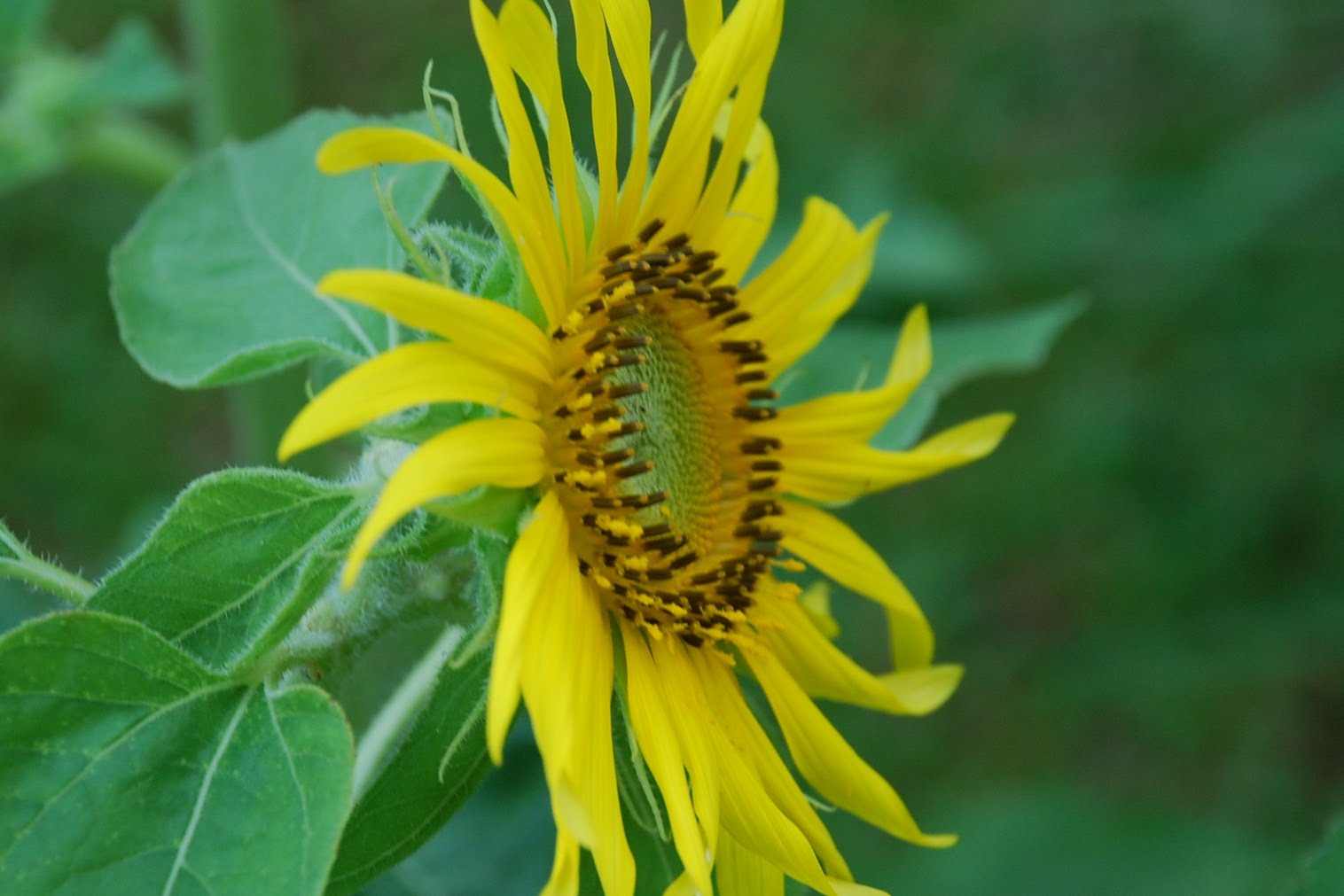 My little vegetable garden: April 2010