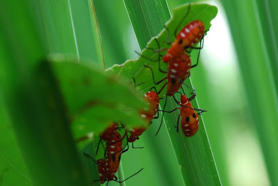 My little vegetable garden: A colony of red bugs in our garden