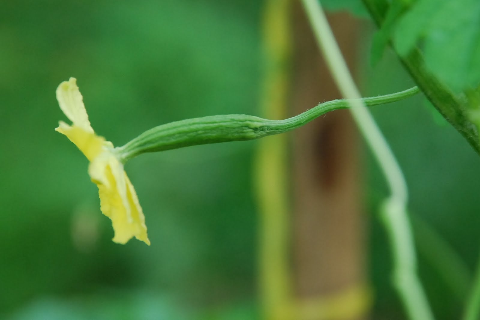 My little vegetable garden Bitter gourds are blooming and fruiting.