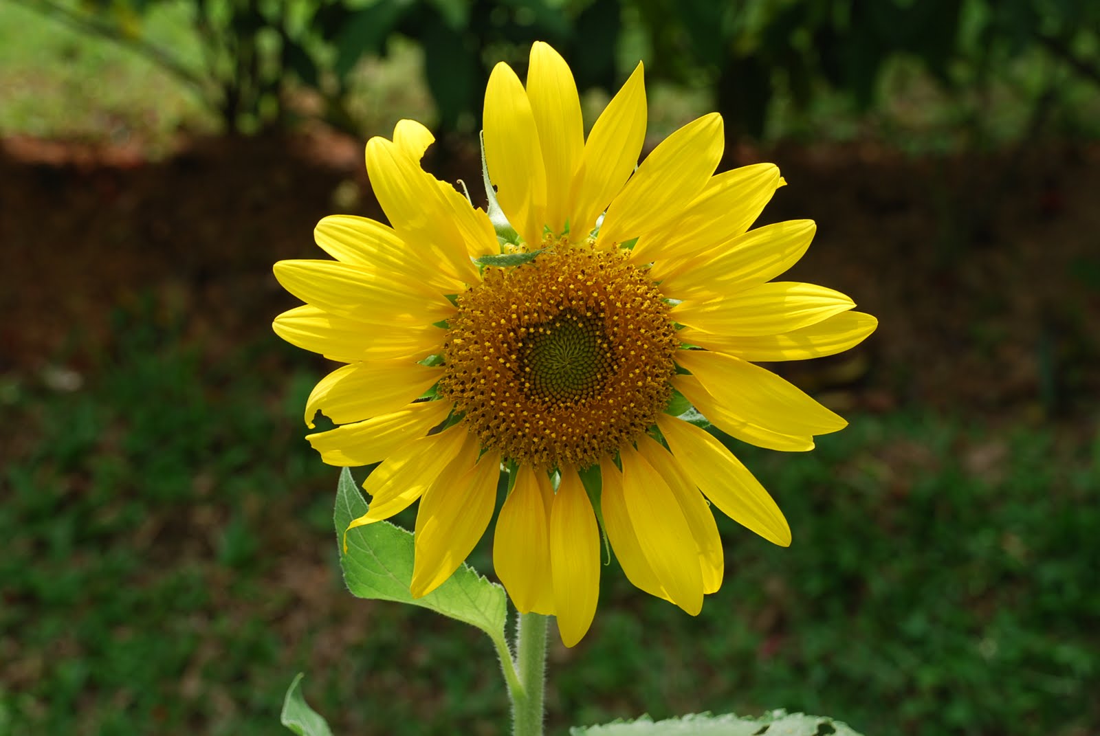 my-little-vegetable-garden-petals-can-make-sunflowers-different
