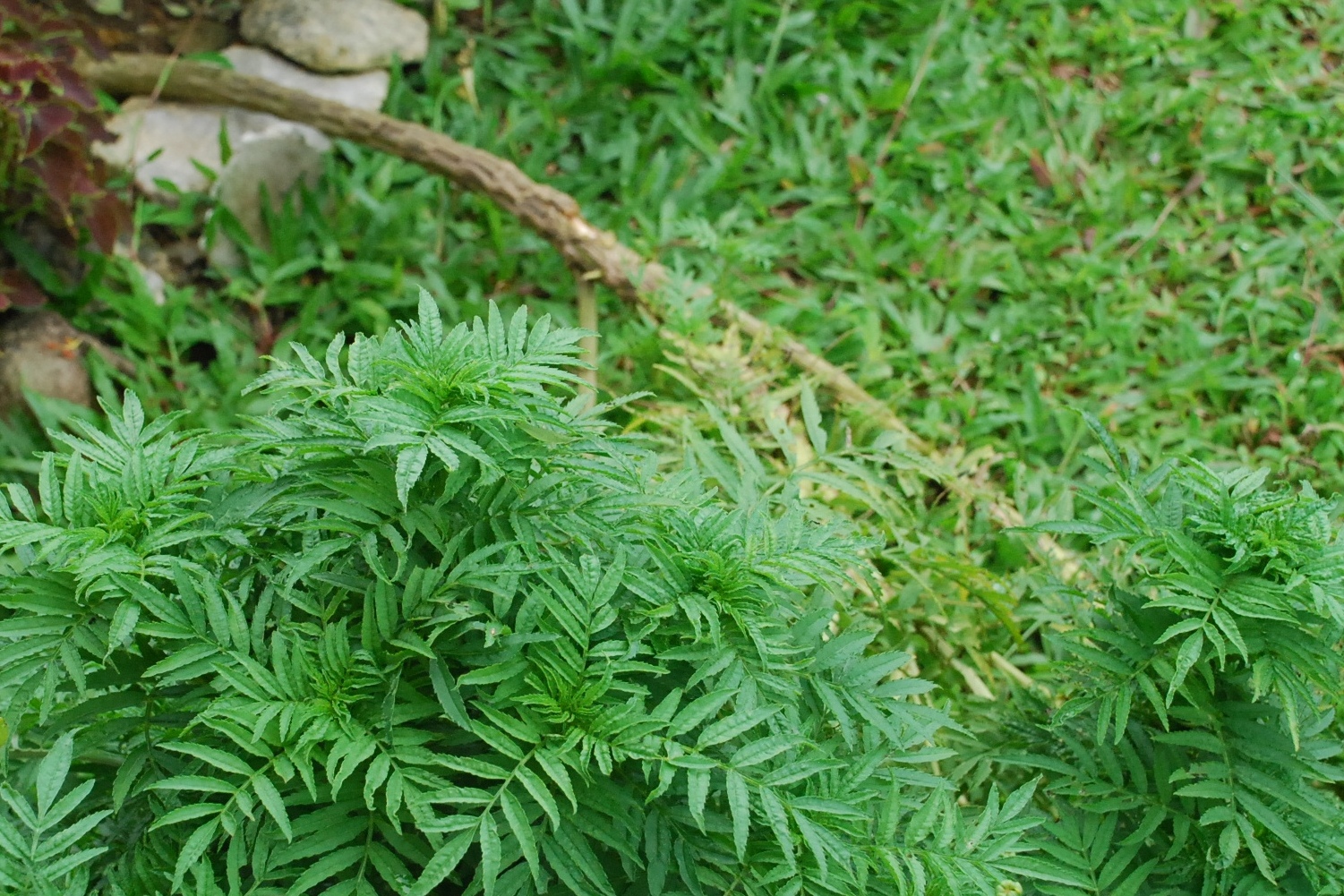My little vegetable garden A slanting marigold, has its own story.