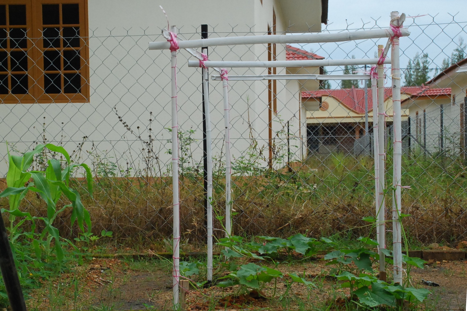 My little vegetable garden: vegetables on raised bed