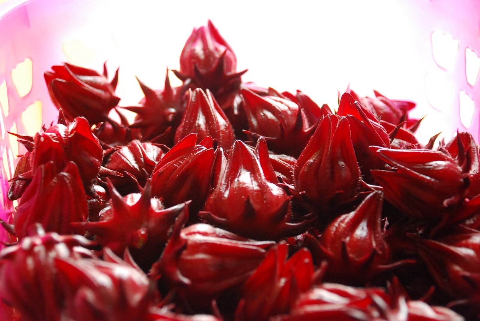 Flor de jamaica plant