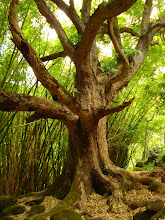 Enchanted Forest