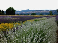 Assisi e il Lavandeto