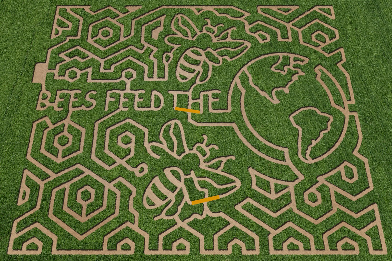 Blonde corn maze picture