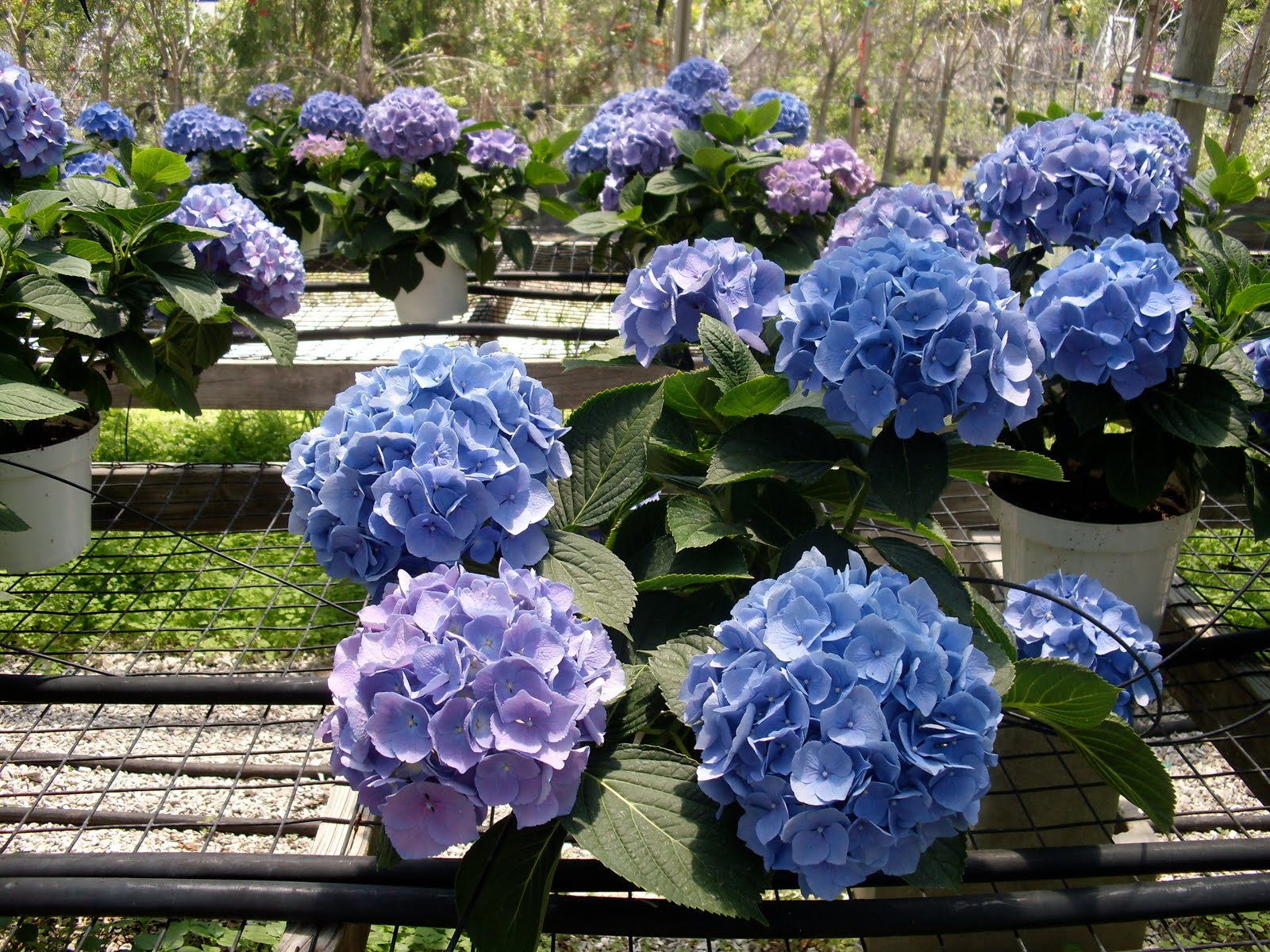 Mattern Wholesale Florist, Inc. Orlando, FL 32808 Farm 1 8" Hydrangea