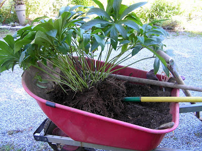 Old Country Gardens: Dividing Hellebores