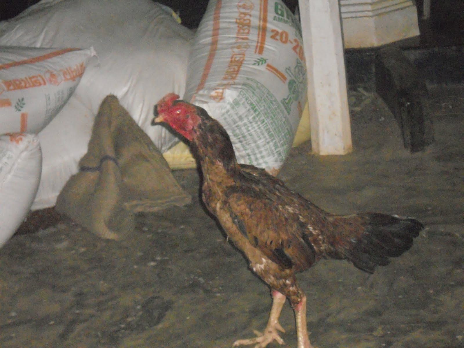 Fighting Rooster Henny rooster(petta mari) 2 time winner