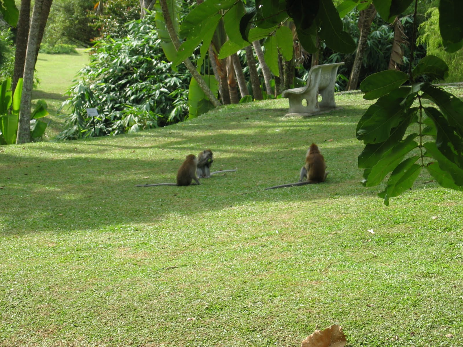 Chapa and Fire's blog: monkeys at Penang Botanical Gardens