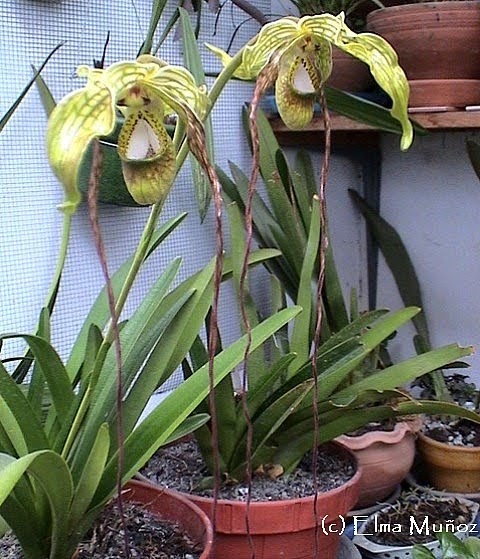 Cuidado de orquídeas: Phragmipedium Caudatum ~ Orquídeas del Perú