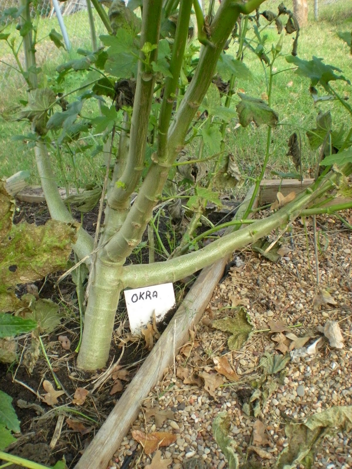 As My Garden Grows Ode to the "Okra" Tree