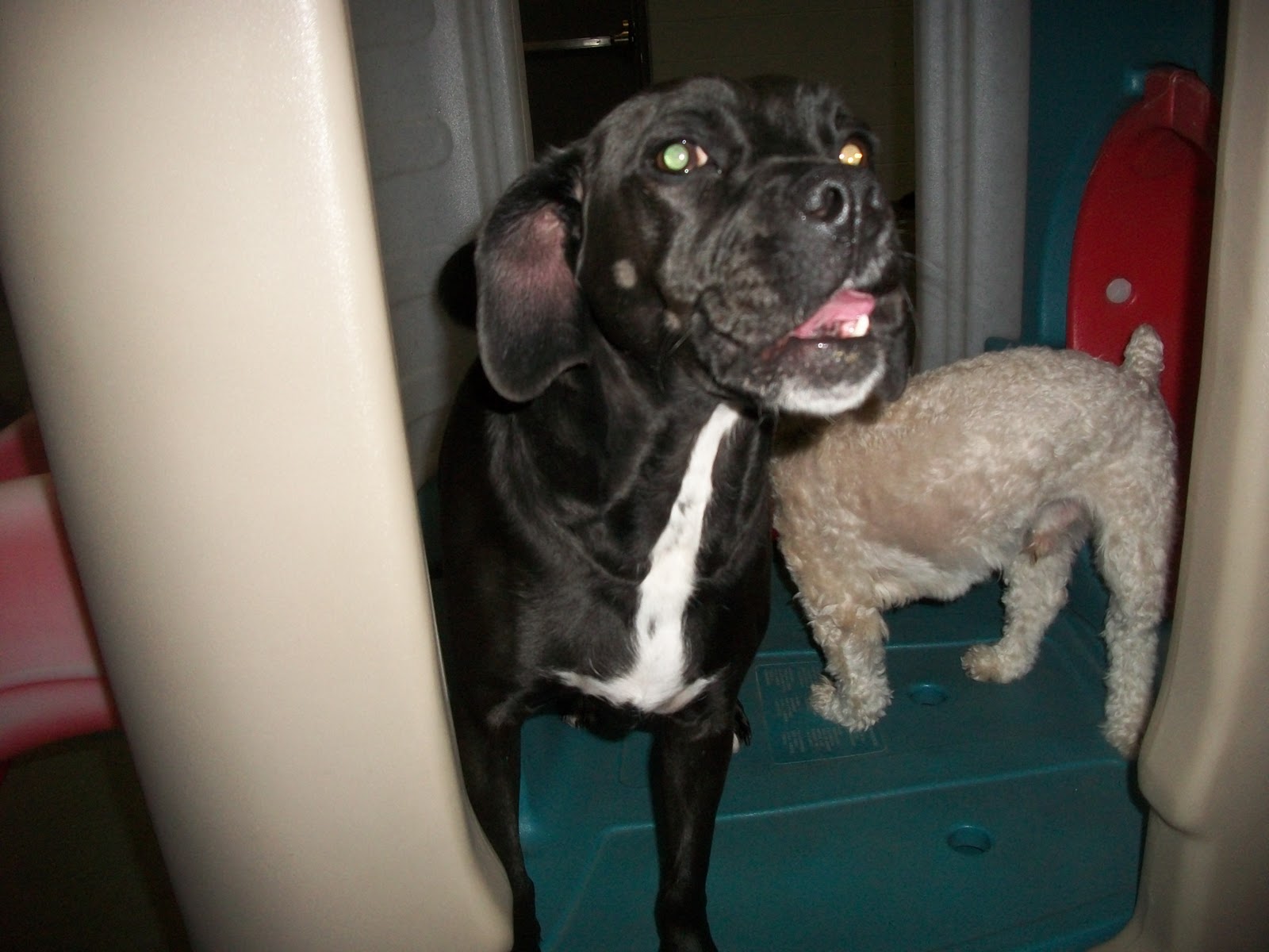 Best Friends Pet Care, Prairie View