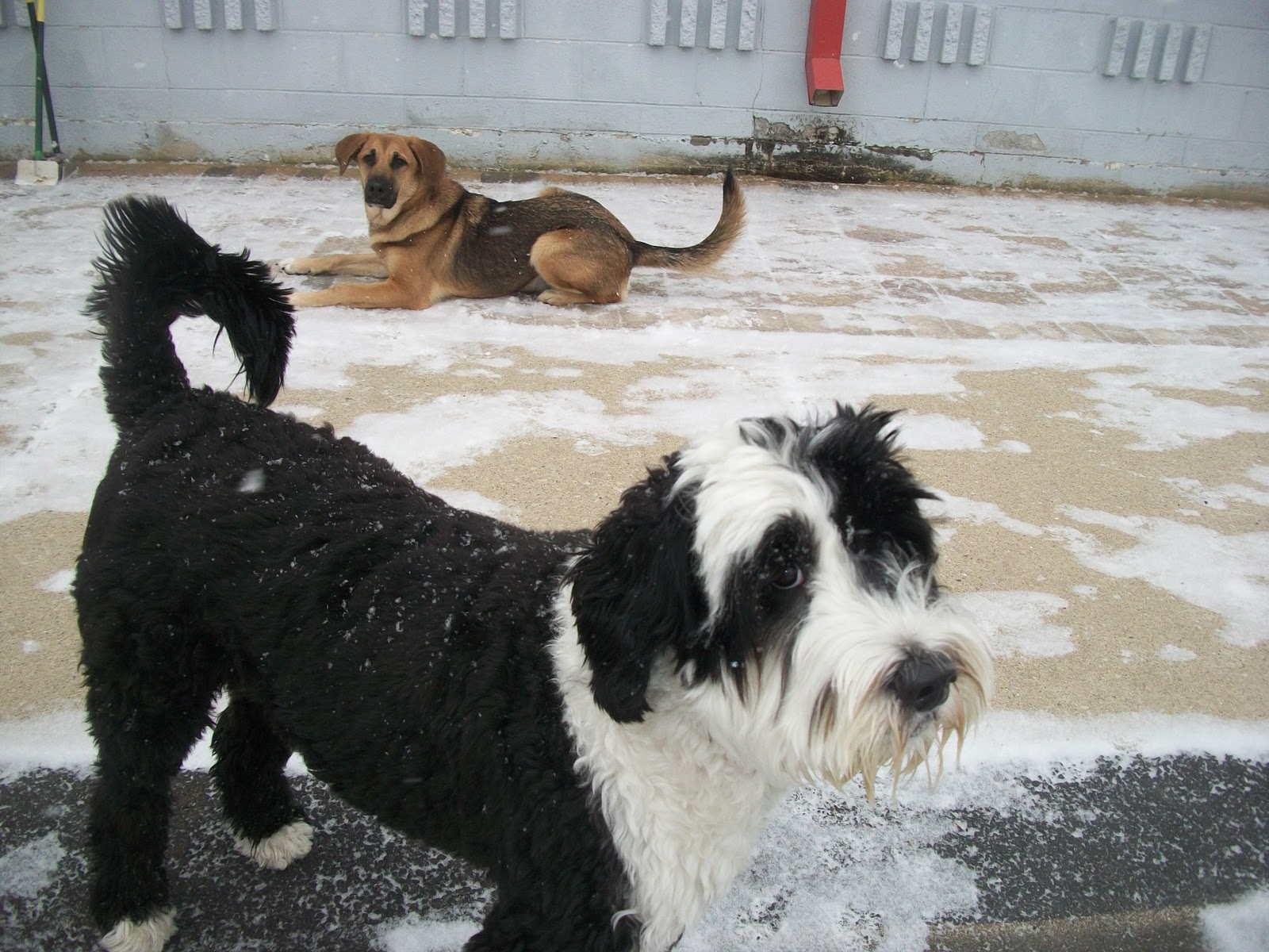 Best Friends Pet Care, Prairie View