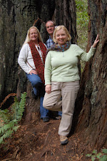 Jedediah Smith Redwoods