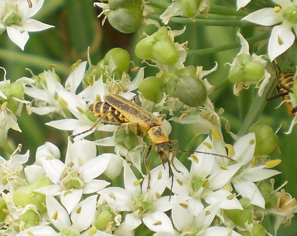 Outdoor Journal Bugs on garlic chives