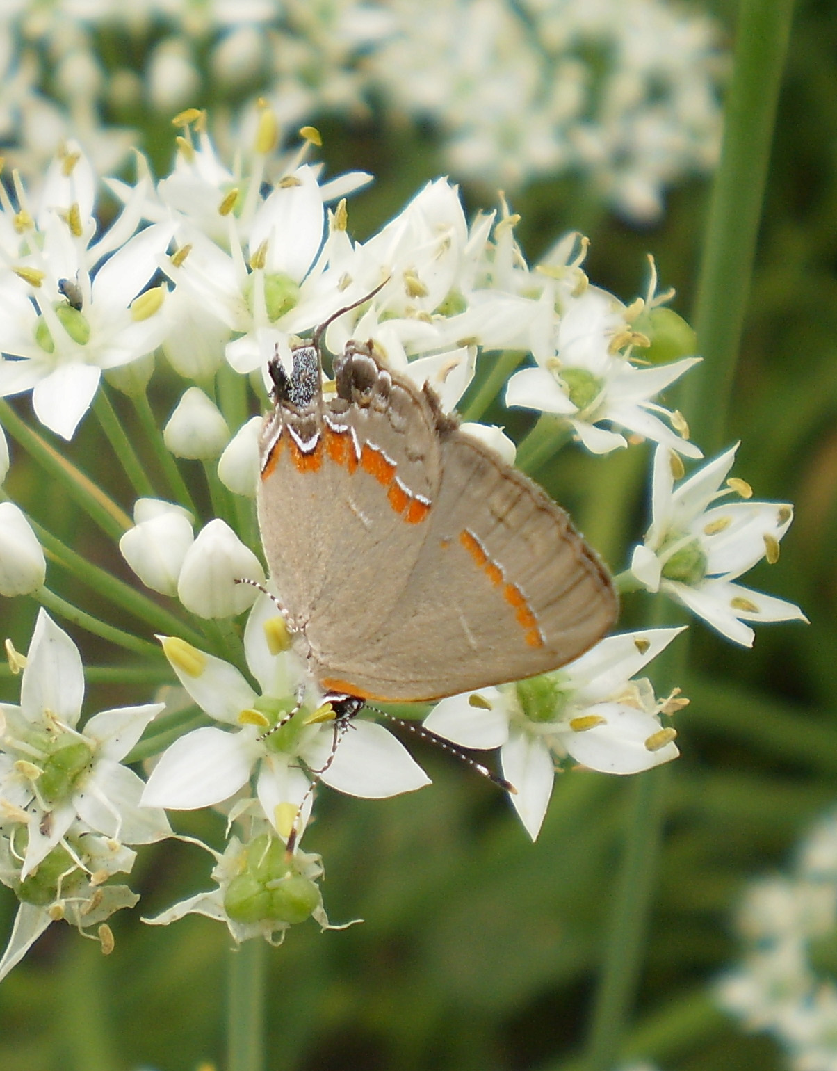 Outdoor Journal Bugs on garlic chives