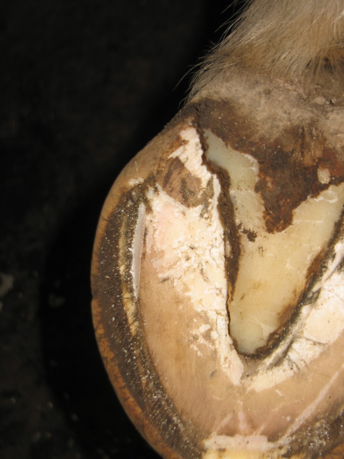 Equine Hoofcare News, notes, and case studies Abscess
