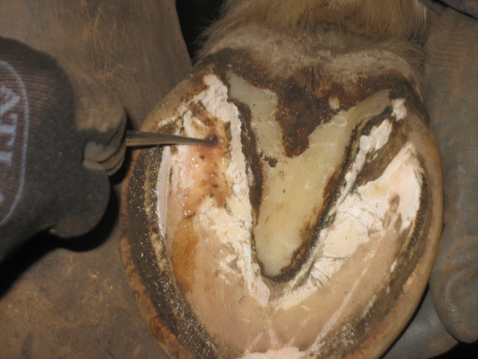 Equine Hoofcare News, notes, and case studies Abscess