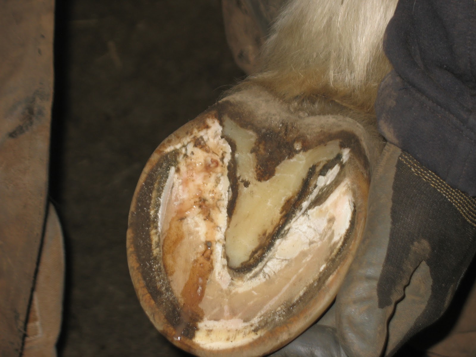 Equine Hoofcare News, notes, and case studies Abscess