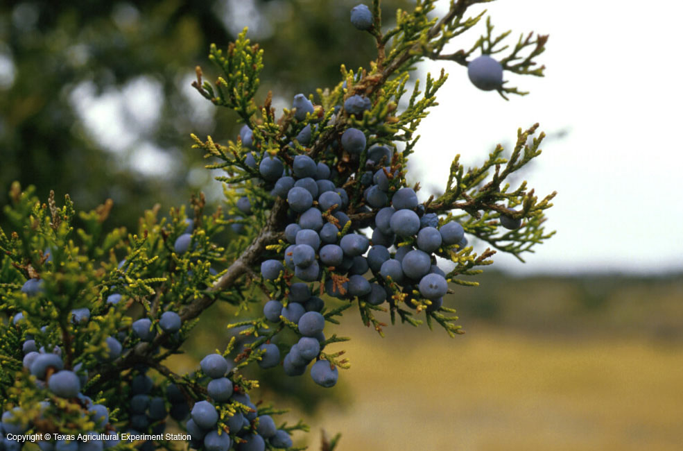 Mystic Shores Flora Blog Ashe Juniper The Good and the Bad