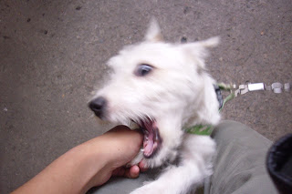puppy biting a hand