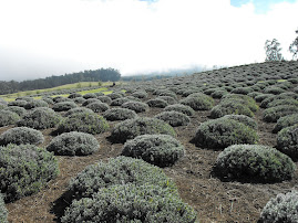 Not my lavender
