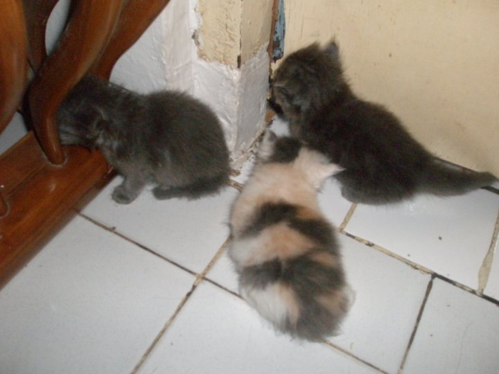 DiJual Anak Kucing  Persia  Dijual Murah 3 Anak Kucing  
