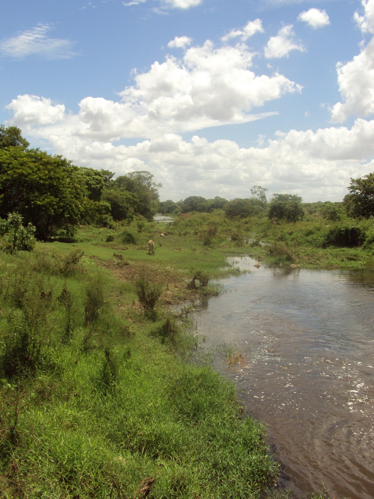 Criações de Geny RIO ITAPICURUNORDESTINA/BAHIA