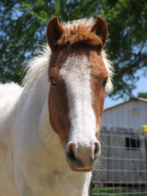 Sweet pony rescued by Safe Haven