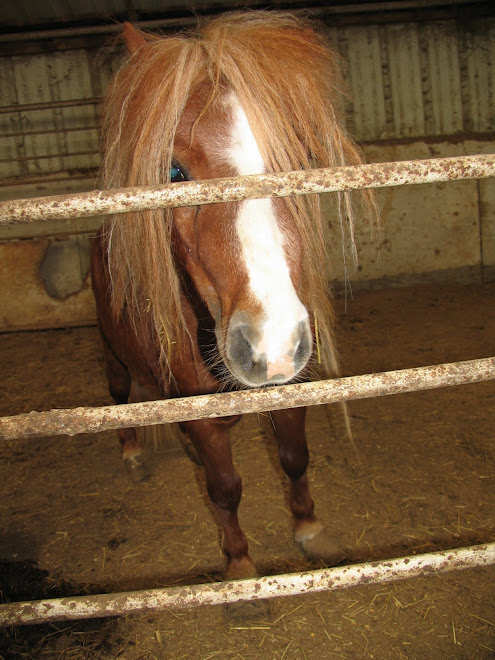 Miniture horse rescued by Safe Haven Equine Rescue