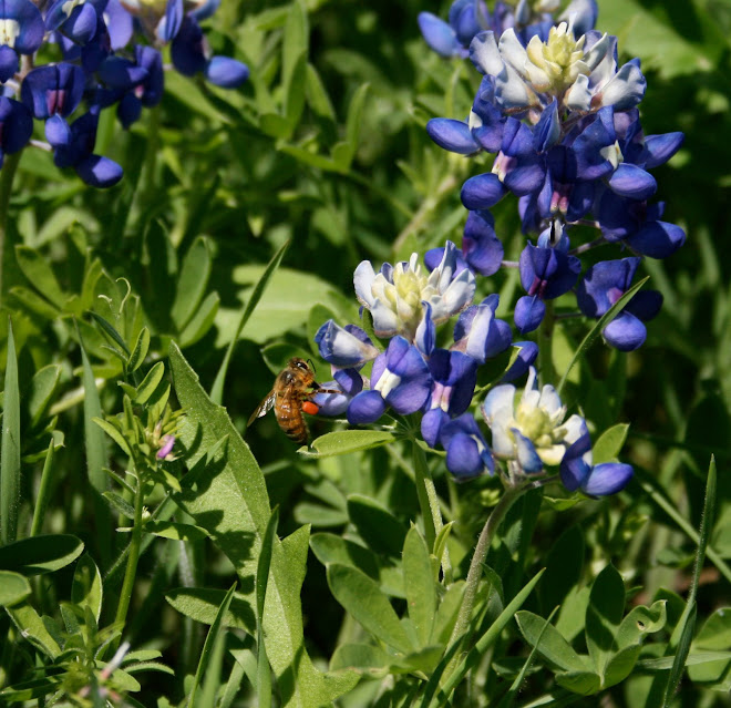 Bee in bluebonnets