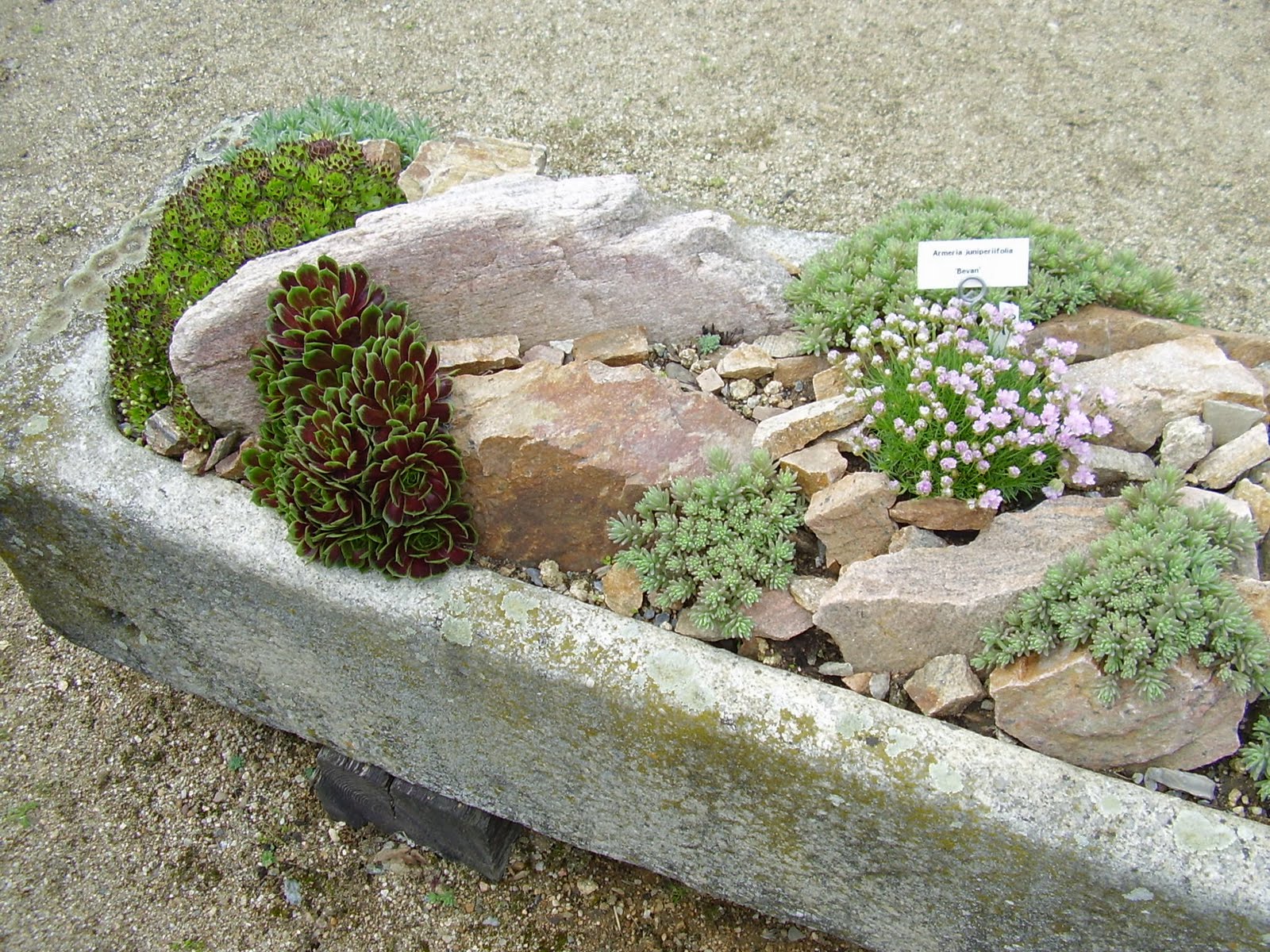gardenless gardener: rock garden ideas gardenless gardener: rock garden ideas on Small Garden Ideas With Rocks id=72045