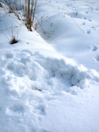 Foxy Footprints...