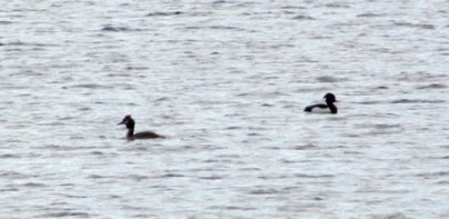 A too-far-away pic of Great Crested Grebe & Tufted Duck