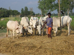 rice threshing