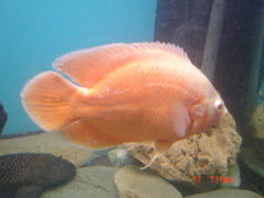 Astronotus ocellatus / Oscar Laranja Albino