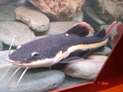 Phractocephalus hemioliopterus / RTC ( Red Tail Cat Fish)